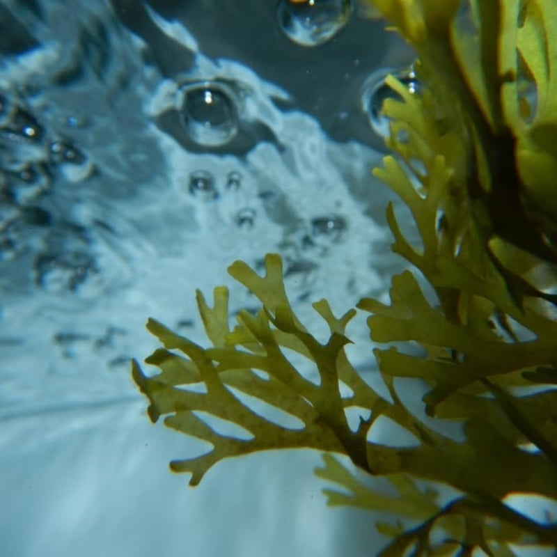 Mini Kit Lissage Ocean Therapy Urban Keratin 4x100ml